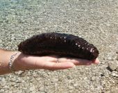 El pepino de mar es una especie que ya se explota en Cangas. 