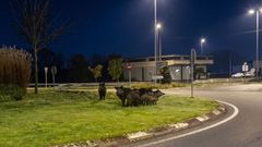 Varios conductores se han topado con decenas de jabal�es en los accesos a la ciudad e incluso en las autov�as cercanas. �La Polic�a ya est� muy acostumbrada a atender choques entre turismos y jabal�es�, explican desde Seguros Nubeiro. En la imagen, varios jabal�es reunidos en la avenida de Madrid.