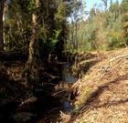 Tala desmedida junto al r�o Mero en Leiro. 