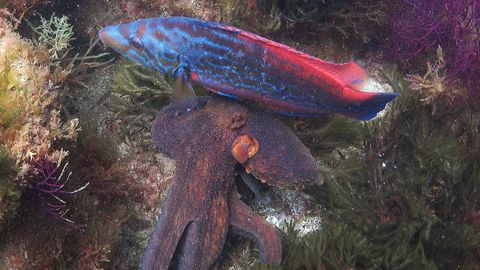 El gallano y el pulpo filmados se dirigen a una grieta para explorar la existencia de presas.