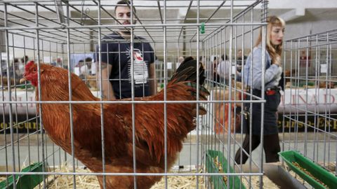 La feria de la Galia de Mos tendr mercado, concurso y degustacin