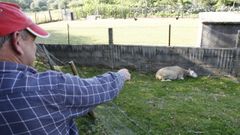 Una oveja muerta por un ataque de lobos en la parroquia de Tuiriz, en Pant�n, en una imagen de archivo