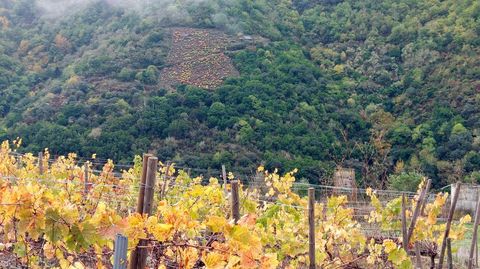 Al fondo, uno delos escasos viedos que quedan del lado de Torbeo