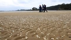 Marisco muerto en Ma��ns donde los bi�logos de cofrad�a de Cabo de Cruz y Xunta hicieron muestreos 
