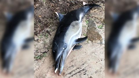 Delfn muerto en la playa de A Cabana, en Ferrol