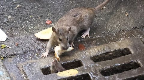 Los vecinos denuncian que a diario salen a la superficie hasta una decena de ejemplares seguidos. En la foto, tomada el jueves, una con comida, y otra asomando por la reja. Una tercera asomaría a continuación.