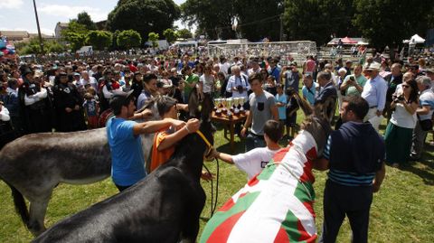 Los burros ganadores, tras la entrega de trofeos