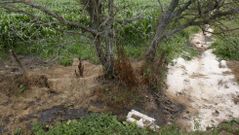 El vertido podr�a haber bajado por este canal y filtrase hasta el r�o. 