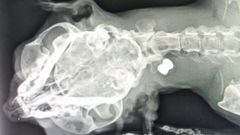 La radiograf�a que le realizaron en un hospital veterinario es la prueba de que hirieron a la gata con un bal�n