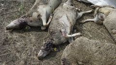 El pasado fin de semana, varios ganaderos denunciaron la p�rdida de sus reses.