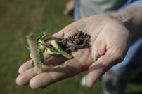 Los gusanos, el peor enemigo de los cursillistas.