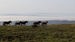 La presencia de caballos en O Xistral mantiene limpio el monte