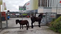 Los caballos fueron arrinconados para que no pusiesen en peligro sus vidas y las de los conductores que circulaban por O Ceao.