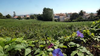 En la zona de A Virxe do Monte de A Pobra se levantar�n tres bloques con 96 pisos que han despertado el inter�s de un gran n�mero de turistas