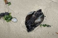 Primer plano de uno de los nudibranquios varados en Testal. 
