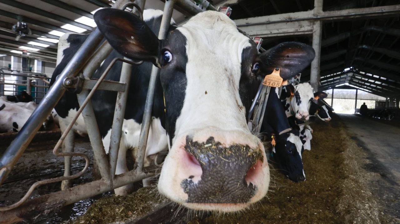 Grandes ganaderías cobran 10 céntimos más por litro de leche que las pequeñas