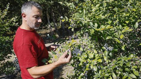 �ngel Mart�nez, uno de los socios de Ar�ndanos Soutomaior, en la plantaci�n.
