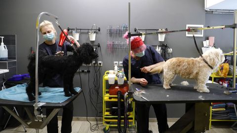 Peluqueros caninos cortan el pelo a dos perros en Zagreb, Croacia, ataviados con mascarillas