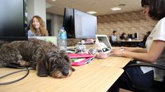 Ellos se llevan el perro �al trabajo!