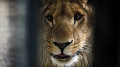 Marjan, el le�n que se convirti� en s�mbolo del zoo de Kabul