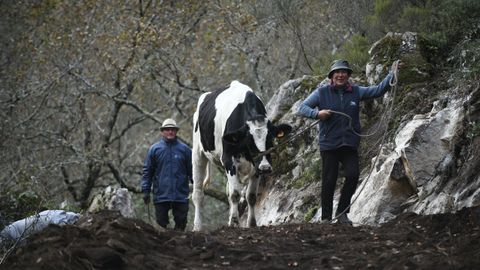 Rescatan entre aplausos a la vaca atrapada durante cuatro d�as en el r�o Deza