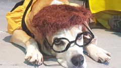 Comic Dog 2018