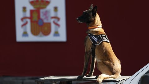 Un perro de la Polica Nacional, sobre un vehculo del cuerpo este jueves en el desfile