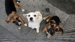 Cachorros buscan hogar en Vilagarc�a