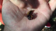 �Estamos matando vespa do pa�s pensando que � a velutina�