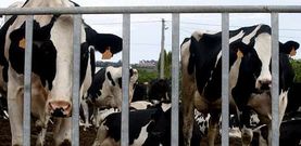 La subida de los precios de la leche en origen ha proporcionado un respiro al castigado sector l�cteo gallego.