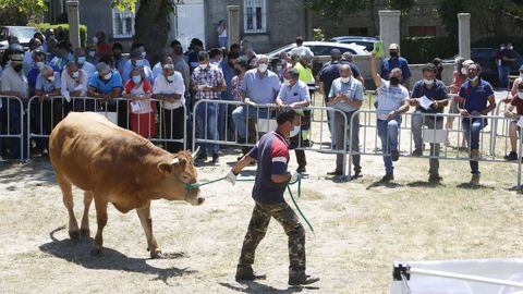 Subasta de Rubia Galega el ao pasado en Adai