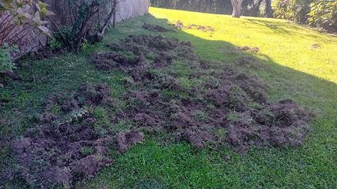 Da�os en el jard�n de una casa del barrio