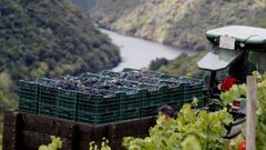 Galicia recogi&oacute; este a&ntilde;o 77 millones de kilos de uva, seg&uacute;n Uni&oacute;ns Agrarias