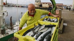 Descarga de xarda en Burela a finales de marzo del 2025