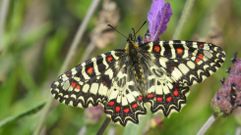 Mariposa arlequ�n, la especie que se busca en Ons