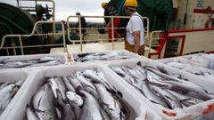 Imagen de archivo de un arrastrero de litoral descargando merluza y pescadilla en el puerto de Ribeira