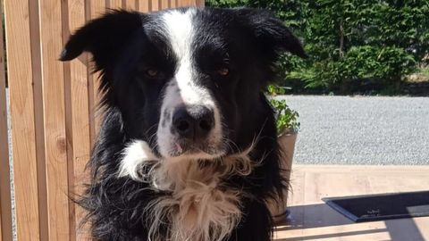Kiwi, un border collie