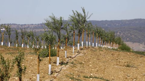 Plantaci�n ecol�gica en C�rdoba