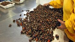 El percebe es uno de los productos m�s caros y selectos de la lonja de Bueu