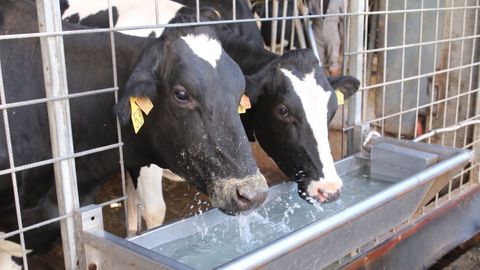 Vacas bebiendo
