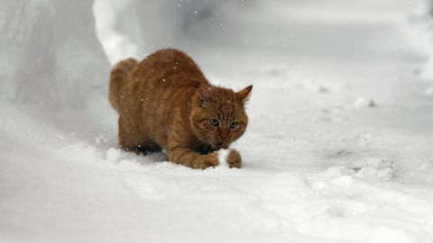 Imagen de archivo de un gato jugando en la nieve en la localidad austr�aca de Ramsau am Dachstein