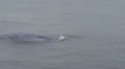 Esta ballena sorprendi� a los guardacostas surcando la r�a de Muros