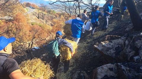 Algunos de los voluntarios cubrieron con paja las zonas en las que no qued vegetacin alguna