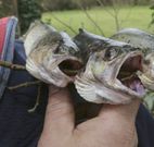 A pesca furtiva de troita non estaba mal vista. 