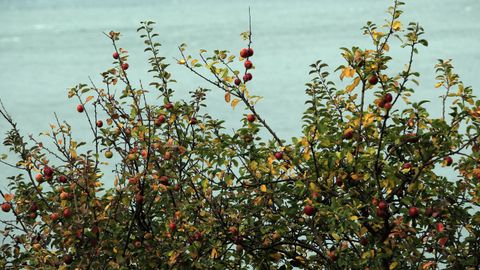 Los manzanos est�n muy presentes en distintas comarcas de Galicia