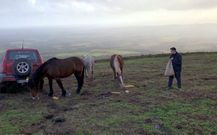 Xabier Paz d�ndole de comer a sus animales, en Vilapedre (Vilalba)