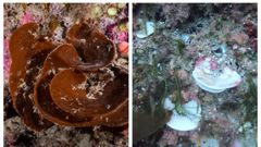 Una esponja de mar nativa sana y sin blanquear (izquierda) y una esponja de mar blanqueada (derecha)