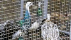 Oviedo.Los pavos reales permanecer�n enjaulados hasta que se aclimaten