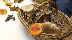 Las XII Xornadas Micol�xicas de Lumieira, en im�genes