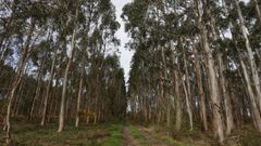 Monte con plantaci�n de eucalipto en el municipio de Castro de Rei 